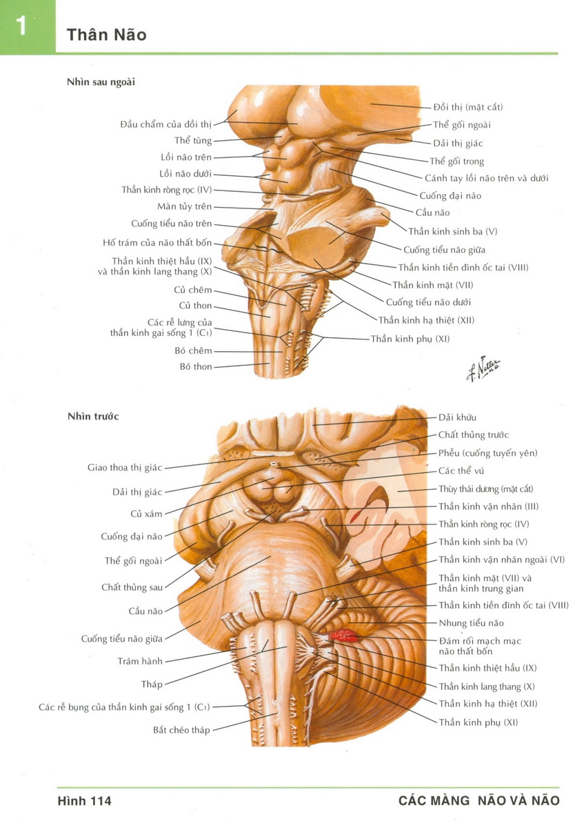 114.Thân não - Atlas giải phẫu người- Frank H. Netter - trực tuyến - online